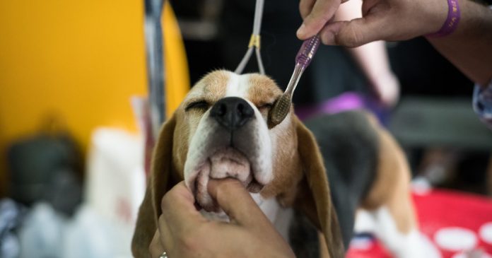 Brushing Beagle