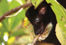 How Much Do You Know About Madagascar? How Much Do You Know About Madagascar?