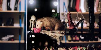 Opossum Among Shoes Opossum Among Shoes
