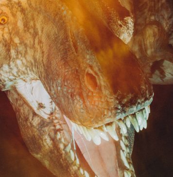 Learning With: ‘Tyrannosaurus Rex: The Once and Future King’ Learning With: ‘Tyrannosaurus Rex: The Once and Future King’