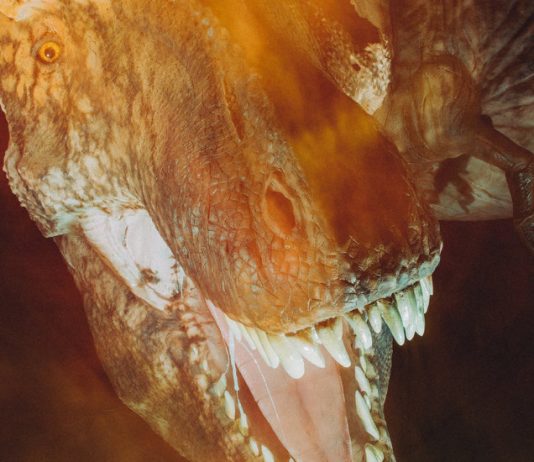 Learning With: ‘Tyrannosaurus Rex: The Once and Future King’ Learning With: ‘Tyrannosaurus Rex: The Once and Future King’