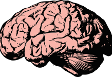 Digest #138: What Can (and Can’t) Neuroscience Tell Us About Education Digest #138: What Can (and Can’t) Neuroscience Tell Us About Education