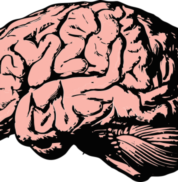 Digest #138: What Can (and Can’t) Neuroscience Tell Us About Education Digest #138: What Can (and Can’t) Neuroscience Tell Us About Education