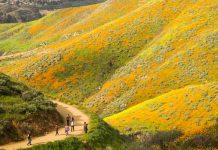 Learning With: ‘Under the Influence of a “Super Bloom”’ Learning With: ‘Under the Influence of a “Super Bloom”’