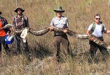 17-Foot Python 17-Foot Python