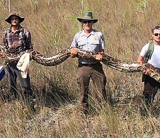 17-Foot Python 17-Foot Python