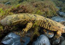 Learning With: ‘Pennsylvania Honors the Snot Otter. It’s Not Even the Strangest State Animal.’ Learning With: ‘Pennsylvania Honors the Snot Otter. It’s Not Even the Strangest State Animal.’