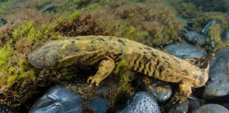 Learning With: ‘Pennsylvania Honors the Snot Otter. It’s Not Even the Strangest State Animal.’ Learning With: ‘Pennsylvania Honors the Snot Otter. It’s Not Even the Strangest State Animal.’