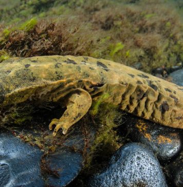 Learning With: ‘Pennsylvania Honors the Snot Otter. It’s Not Even the Strangest State Animal.’ Learning With: ‘Pennsylvania Honors the Snot Otter. It’s Not Even the Strangest State Animal.’