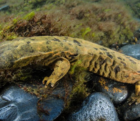 Learning With: ‘Pennsylvania Honors the Snot Otter. It’s Not Even the Strangest State Animal.’ Learning With: ‘Pennsylvania Honors the Snot Otter. It’s Not Even the Strangest State Animal.’
