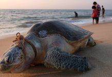 Learning With: ‘Humans Are Speeding Extinction and Altering the Natural World at an ‘Unprecedented’ Pace’ Learning With: ‘Humans Are Speeding Extinction and Altering the Natural World at an ‘Unprecedented’ Pace’
