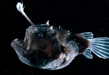 Lesson of the Day: ‘The Creepy Anglerfish Comes to Light. (Just Don’t Get Too Close.)’ Lesson of the Day: ‘The Creepy Anglerfish Comes to Light. (Just Don’t Get Too Close.)’