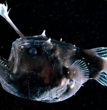 Lesson of the Day: ‘The Creepy Anglerfish Comes to Light. (Just Don’t Get Too Close.)’ Lesson of the Day: ‘The Creepy Anglerfish Comes to Light. (Just Don’t Get Too Close.)’