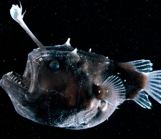Lesson of the Day: ‘The Creepy Anglerfish Comes to Light. (Just Don’t Get Too Close.)’ Lesson of the Day: ‘The Creepy Anglerfish Comes to Light. (Just Don’t Get Too Close.)’