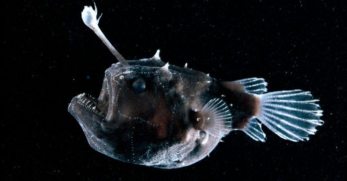 Lesson of the Day: ‘The Creepy Anglerfish Comes to Light. (Just Don’t Get Too Close.)’ Lesson of the Day: ‘The Creepy Anglerfish Comes to Light. (Just Don’t Get Too Close.)’