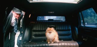 Pet Pampering Pet Pampering