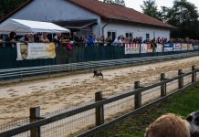 Racing Pug Racing Pug