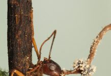 Lesson of the Day: ‘After This Fungus Turns Ants Into Zombies, Their Bodies Explode’ Lesson of the Day: ‘After This Fungus Turns Ants Into Zombies, Their Bodies Explode’