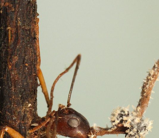 Lesson of the Day: ‘After This Fungus Turns Ants Into Zombies, Their Bodies Explode’ Lesson of the Day: ‘After This Fungus Turns Ants Into Zombies, Their Bodies Explode’