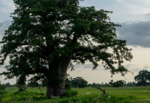 How Much Do You Know About Gambia? How Much Do You Know About Gambia?
