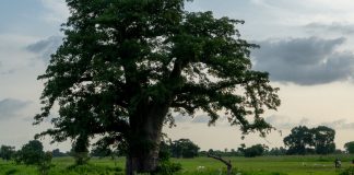 How Much Do You Know About Gambia? How Much Do You Know About Gambia?