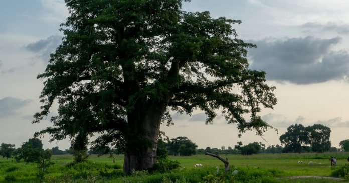 How Much Do You Know About Gambia?