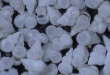 Lesson of the Day: ‘The Dinosaur-Killing Asteroid Acidified the Ocean in a Flash’ Lesson of the Day: ‘The Dinosaur-Killing Asteroid Acidified the Ocean in a Flash’