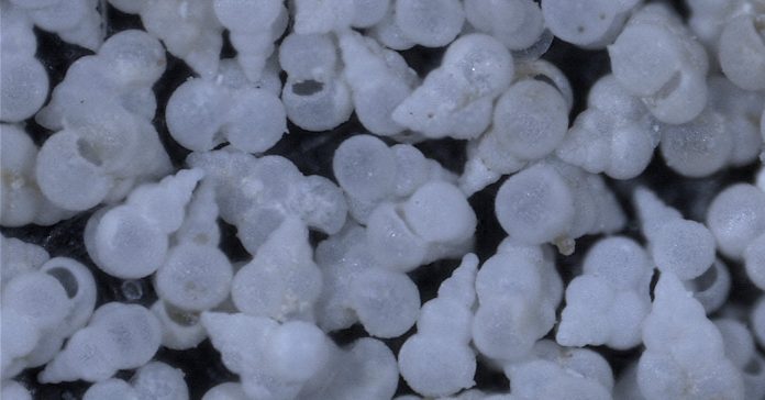 Lesson of the Day: ‘The Dinosaur-Killing Asteroid Acidified the Ocean in a Flash’