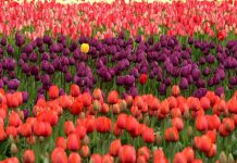 GUEST POST: Learning Styles and Differentiated Instruction GUEST POST: Learning Styles and Differentiated Instruction