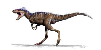 Annotated by the Author: ‘Tiny Tyrannosaur Hints at How T. Rex Became King’ Annotated by the Author: ‘Tiny Tyrannosaur Hints at How T. Rex Became King’