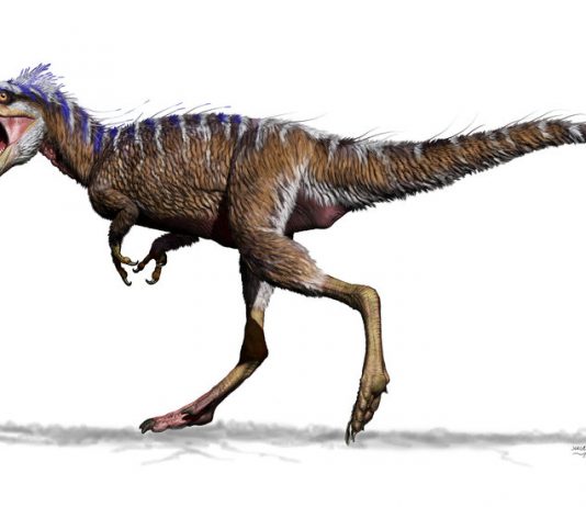 Annotated by the Author: ‘Tiny Tyrannosaur Hints at How T. Rex Became King’ Annotated by the Author: ‘Tiny Tyrannosaur Hints at How T. Rex Became King’