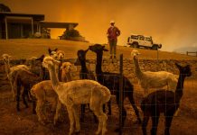 What’s Going On in This Picture? | Jan. 27, 2020 What’s Going On in This Picture? | Jan. 27, 2020