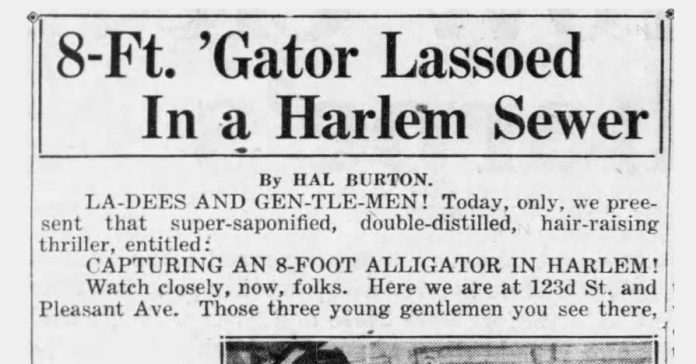 Alligators in the Sewers