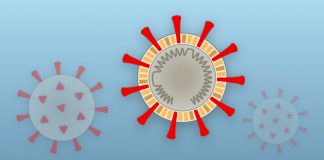 Lesson of the Day: ‘How Coronavirus Hijacks Your Cells’ Lesson of the Day: ‘How Coronavirus Hijacks Your Cells’