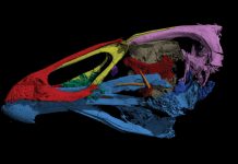 Lesson of the Day: ‘What to Name the Oldest Modern Bird Fossil? Wonderchicken’ Lesson of the Day: ‘What to Name the Oldest Modern Bird Fossil? Wonderchicken’