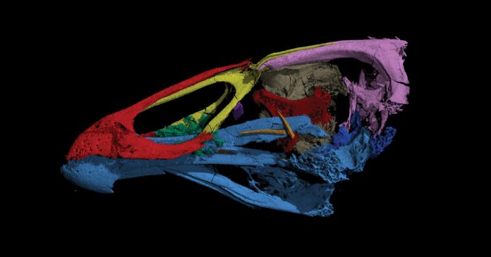 Lesson of the Day: ‘What to Name the Oldest Modern Bird Fossil? Wonderchicken’