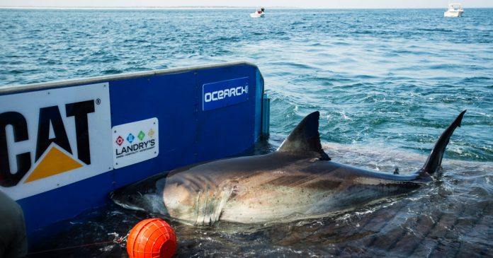 Lesson of the Day: ‘Katharine, the Great White Shark Who Ghosted Her Trackers, Resurfaces’