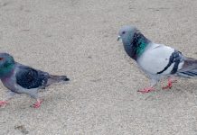 Lesson of the Day: ‘New York and Boston Pigeons Don’t Mix’ Lesson of the Day: ‘New York and Boston Pigeons Don’t Mix’