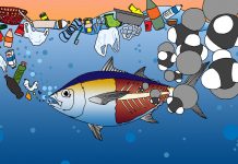 An Unexpected Dinner Guest: Marine Plastic Pollution Hides a Neurological Toxin in Our Food An Unexpected Dinner Guest: Marine Plastic Pollution Hides a Neurological Toxin in Our Food