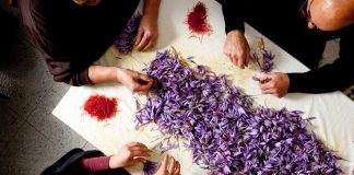An Intimate Look at Italy’s Saffron Harvest An Intimate Look at Italy’s Saffron Harvest