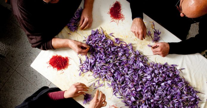 An Intimate Look at Italy’s Saffron Harvest