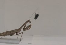 Lesson of the Day: ‘Praying Mantises: More Deadly Than We Knew’ Lesson of the Day: ‘Praying Mantises: More Deadly Than We Knew’