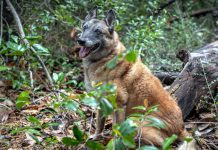 Lesson of the Day: ‘When Cadaver Dogs Pick Up a Scent, Archaeologists Find Where to Dig’ Lesson of the Day: ‘When Cadaver Dogs Pick Up a Scent, Archaeologists Find Where to Dig’