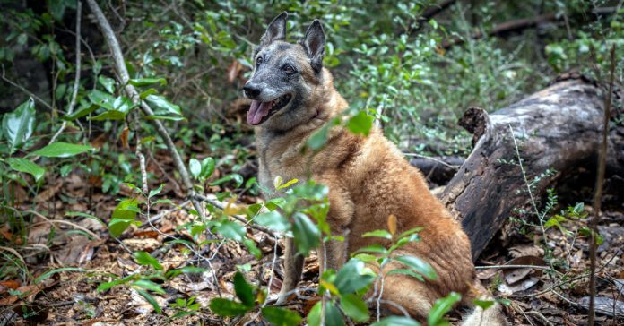 Lesson of the Day: ‘When Cadaver Dogs Pick Up a Scent, Archaeologists Find Where to Dig’