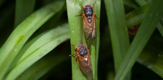 Lesson of the Day: ‘After 17 Years Underground, Cicadas Stage a 2020 Southern Invasion’ Lesson of the Day: ‘After 17 Years Underground, Cicadas Stage a 2020 Southern Invasion’