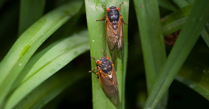Lesson of the Day: ‘After 17 Years Underground, Cicadas Stage a 2020 Southern Invasion’