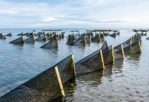 On the Shores of Cape Cod, Where the Oyster Is Their World On the Shores of Cape Cod, Where the Oyster Is Their World
