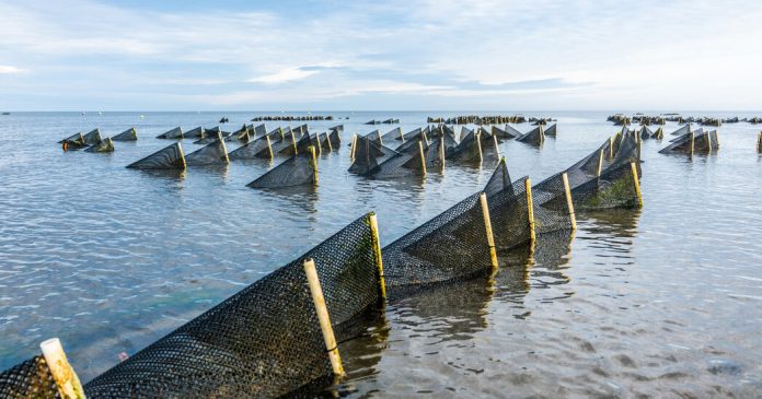 On the Shores of Cape Cod, Where the Oyster Is Their World