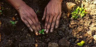 Have You Ever Tried to Grow Something? Have You Ever Tried to Grow Something?