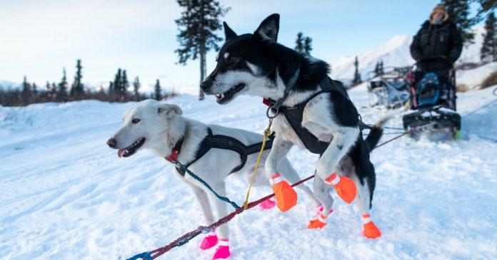 Lessons From Animals